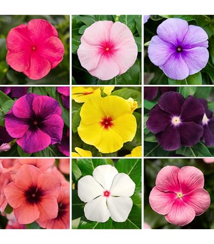 Amazon.com : Eden Brothers Vinca Seeds - Valiant Apricot : Patio